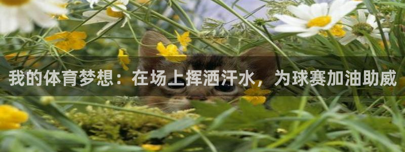 3377体育官网下载招商电话号码是多少号:我的体育梦想:在场